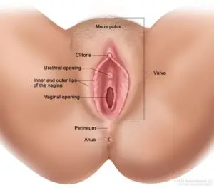 Female External Genital Anatomy