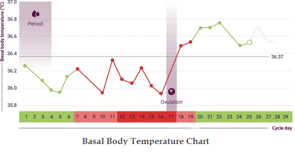 The Basal Body Temperature Chart