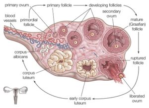 Growth of follicles in the Ovary