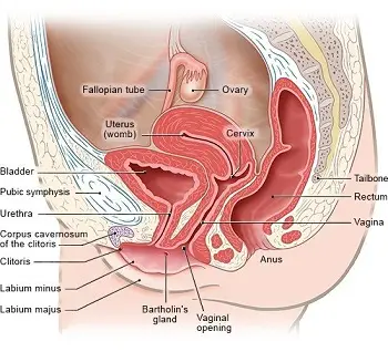 Female Genital Organs-side view