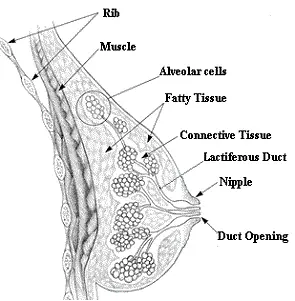 The Female Breast