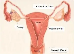 Female Genital Anatomy - Front View