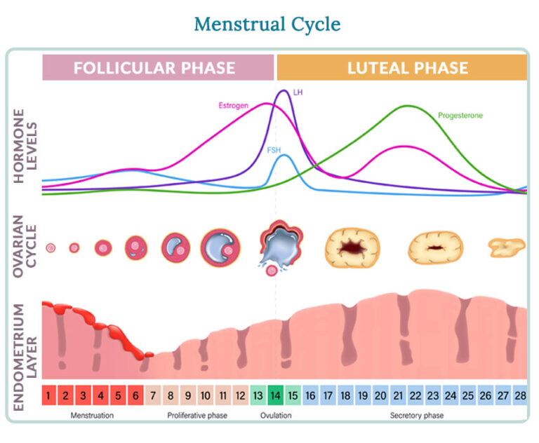 The Menstrual Cycle