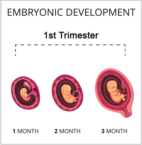 Fetal Development in the First Trimester