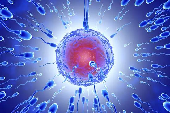 Fertilization of the Ovum by Sperm