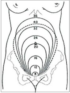 Height of the Uterus in Pregnancy