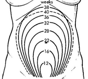 Height of Uterus in Pregnancy